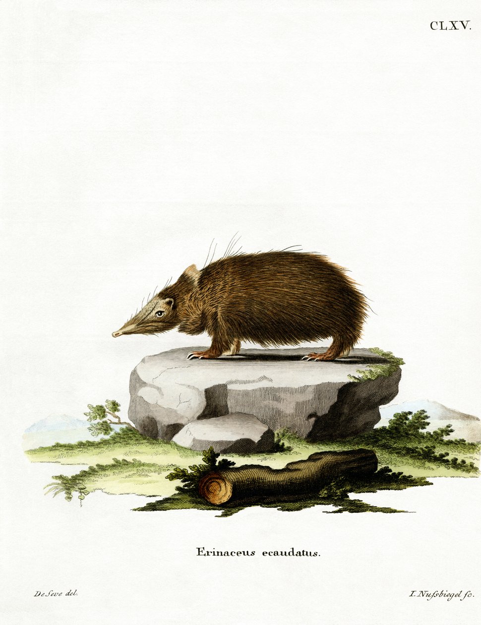 Farok nélküli Tenrec (színes metszet) alkotó: German School