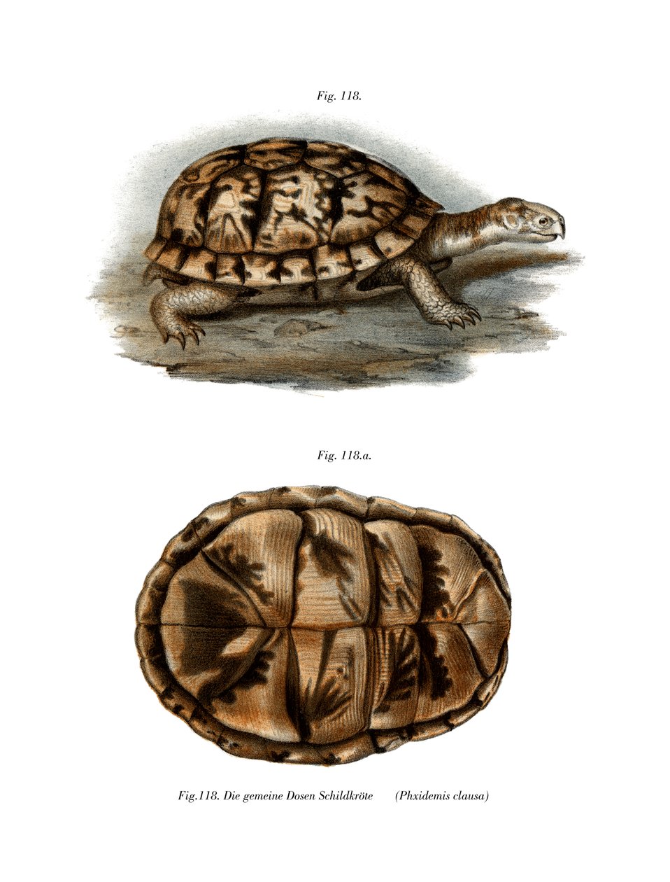Terrapin (színes litó) alkotó: German School