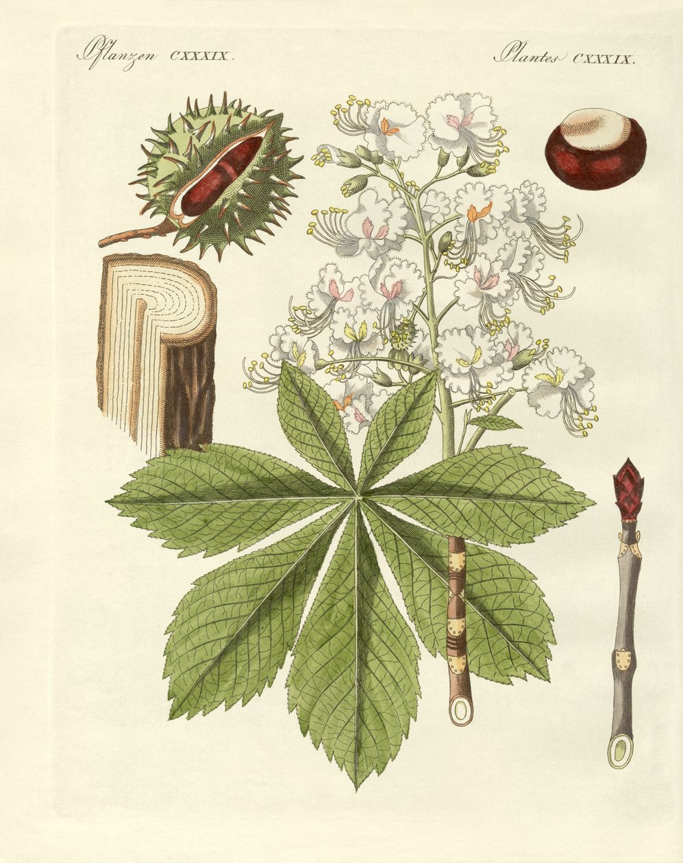 A buckeyes fa alkotó: German School