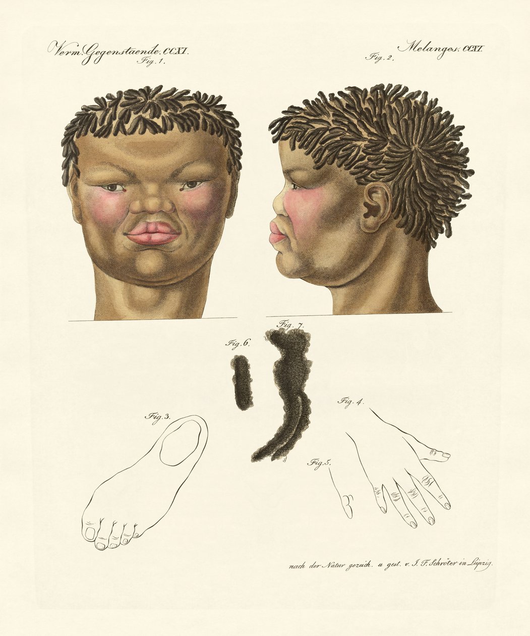 A hottentotta vagy bushman (színes metszet) alkotó: German School