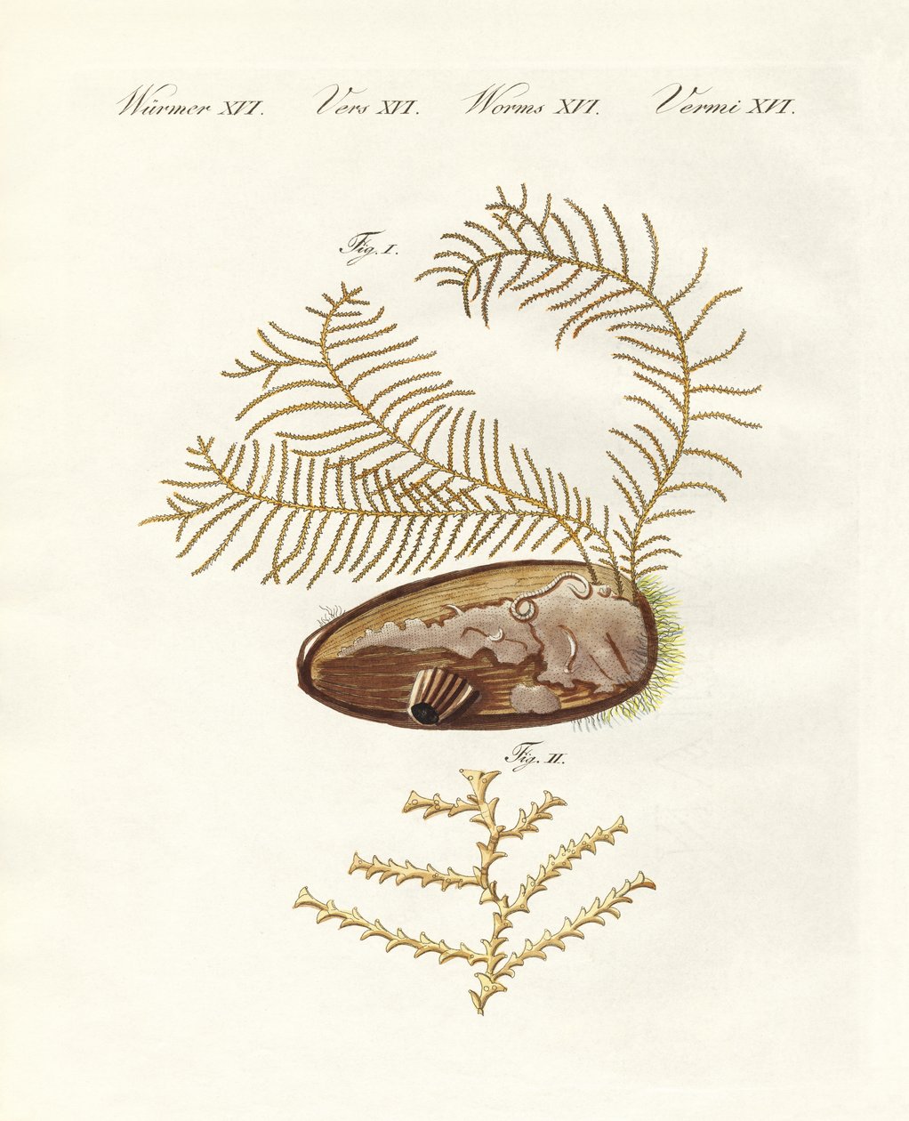A sertularius hidroid (színes metszet) alkotó: German School