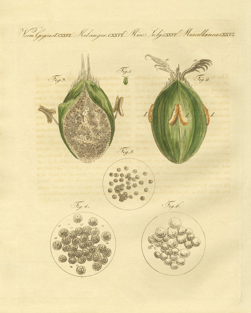 A búza ustilaginomycotina (színes metszet) alkotó: German School