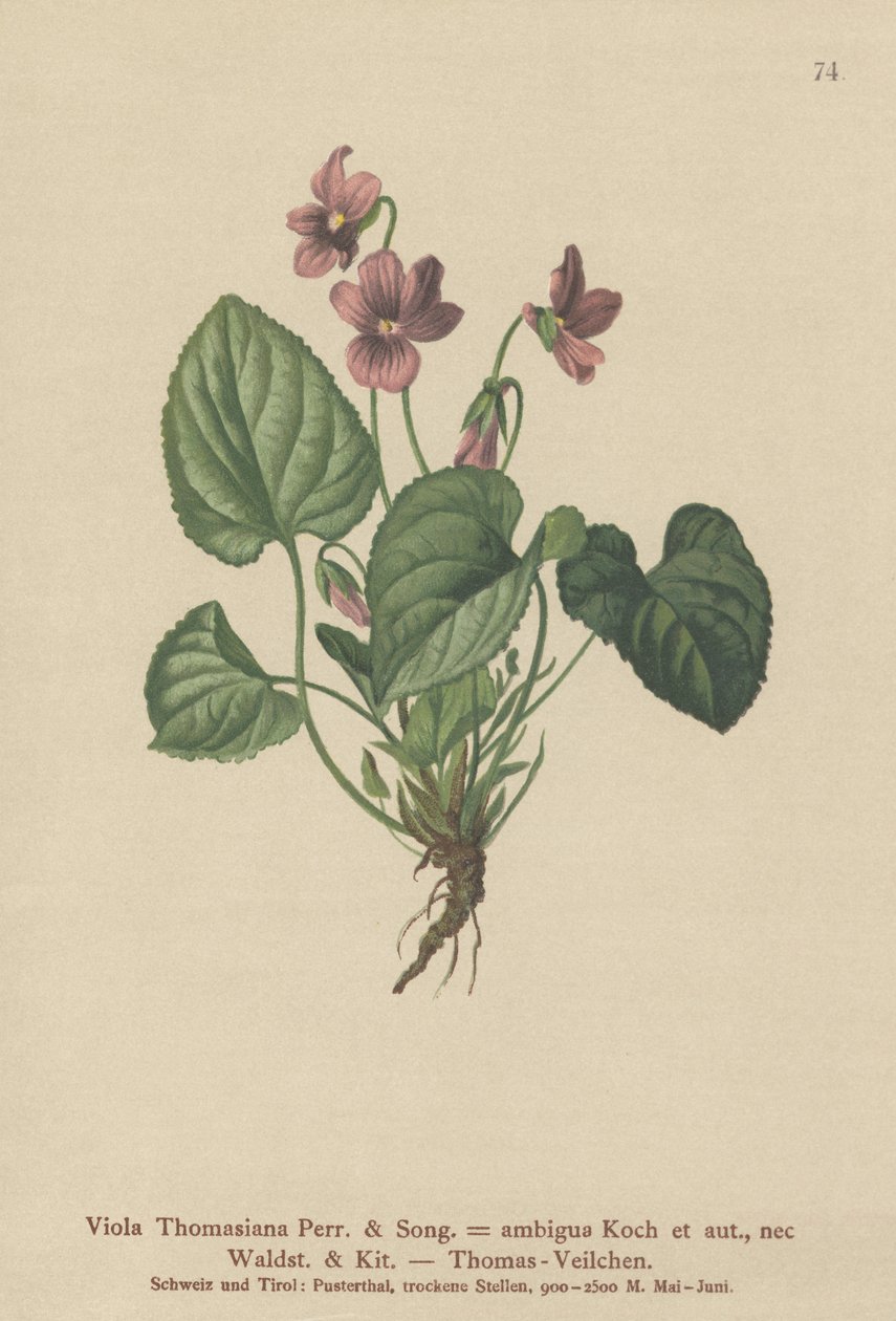 Thomas Pansy (Viola Thomasiana, Viola ambigua) alkotó: German School