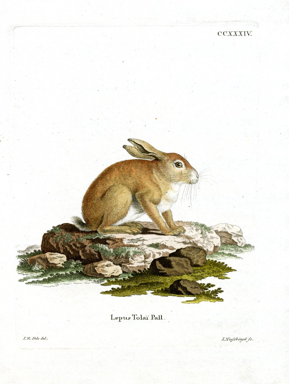 Tolai Hare (színes metszet) alkotó: German School