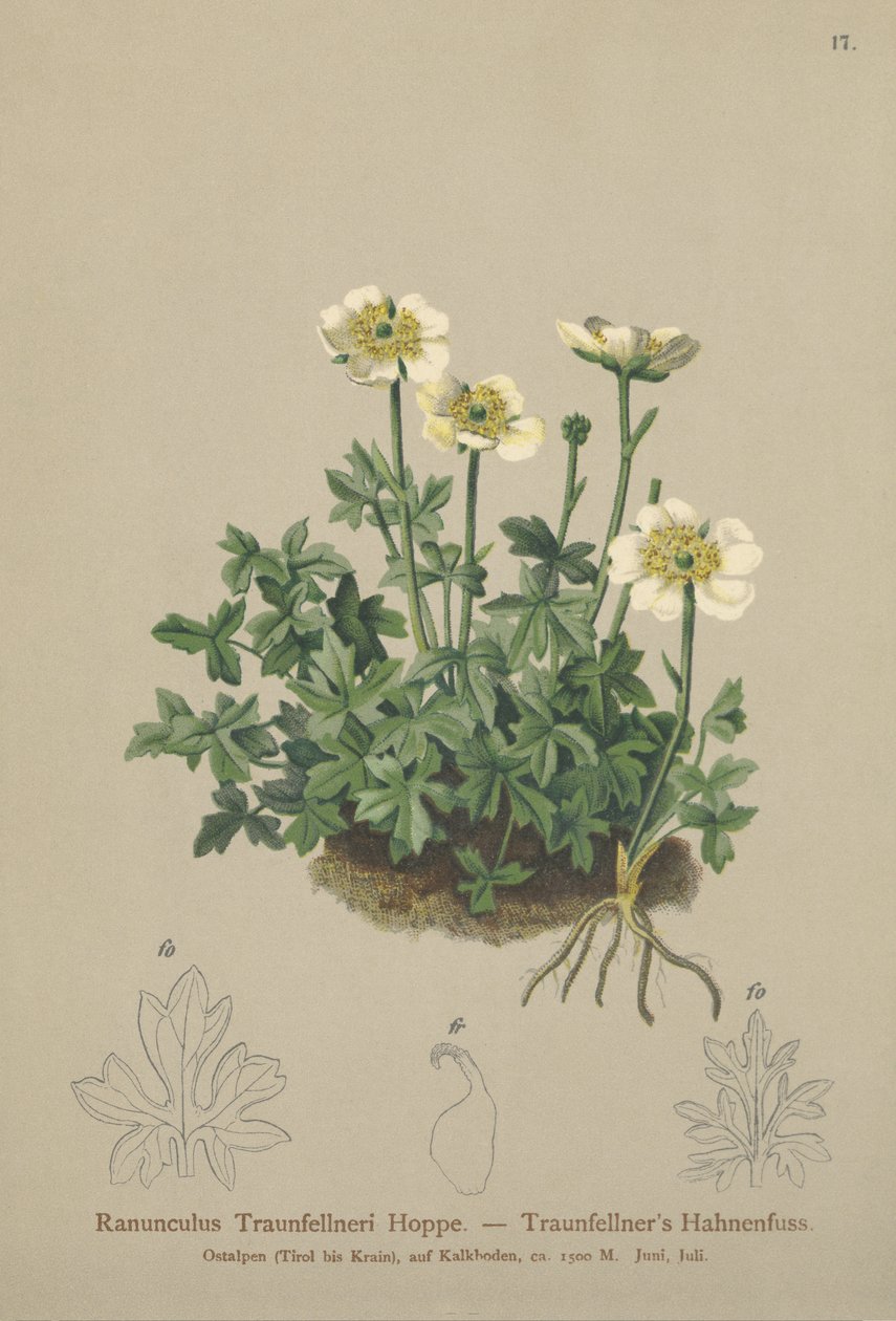 Traunfellners Crowfoot (Ranunculus Traunfellneri) alkotó: German School