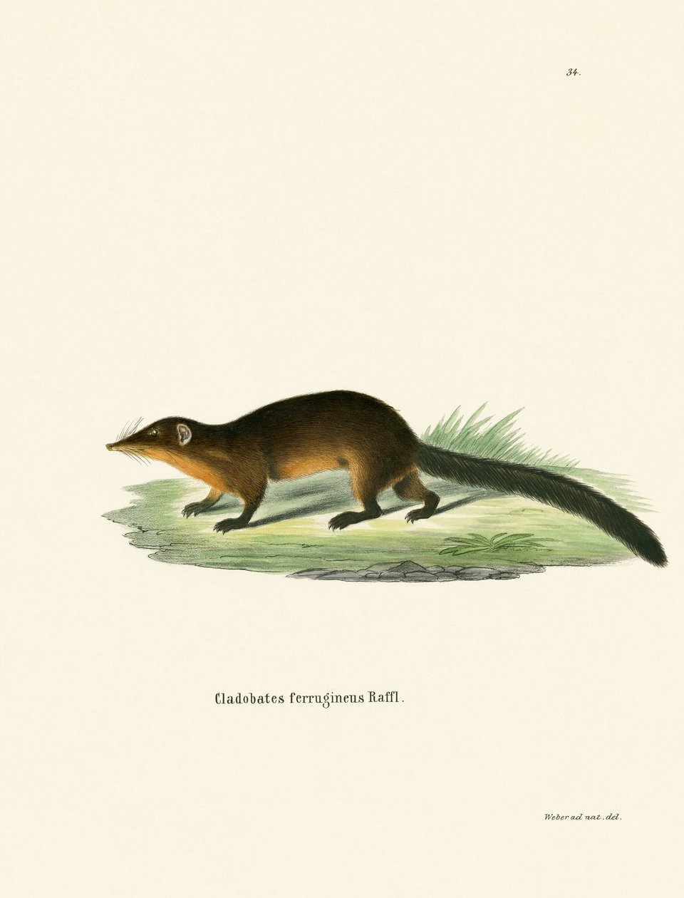 Treeshrew (színes metszet) alkotó: German School