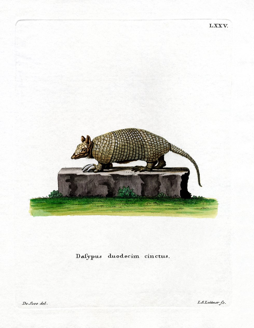 Tizenkét sávos Armadillo (színes metszet) alkotó: German School