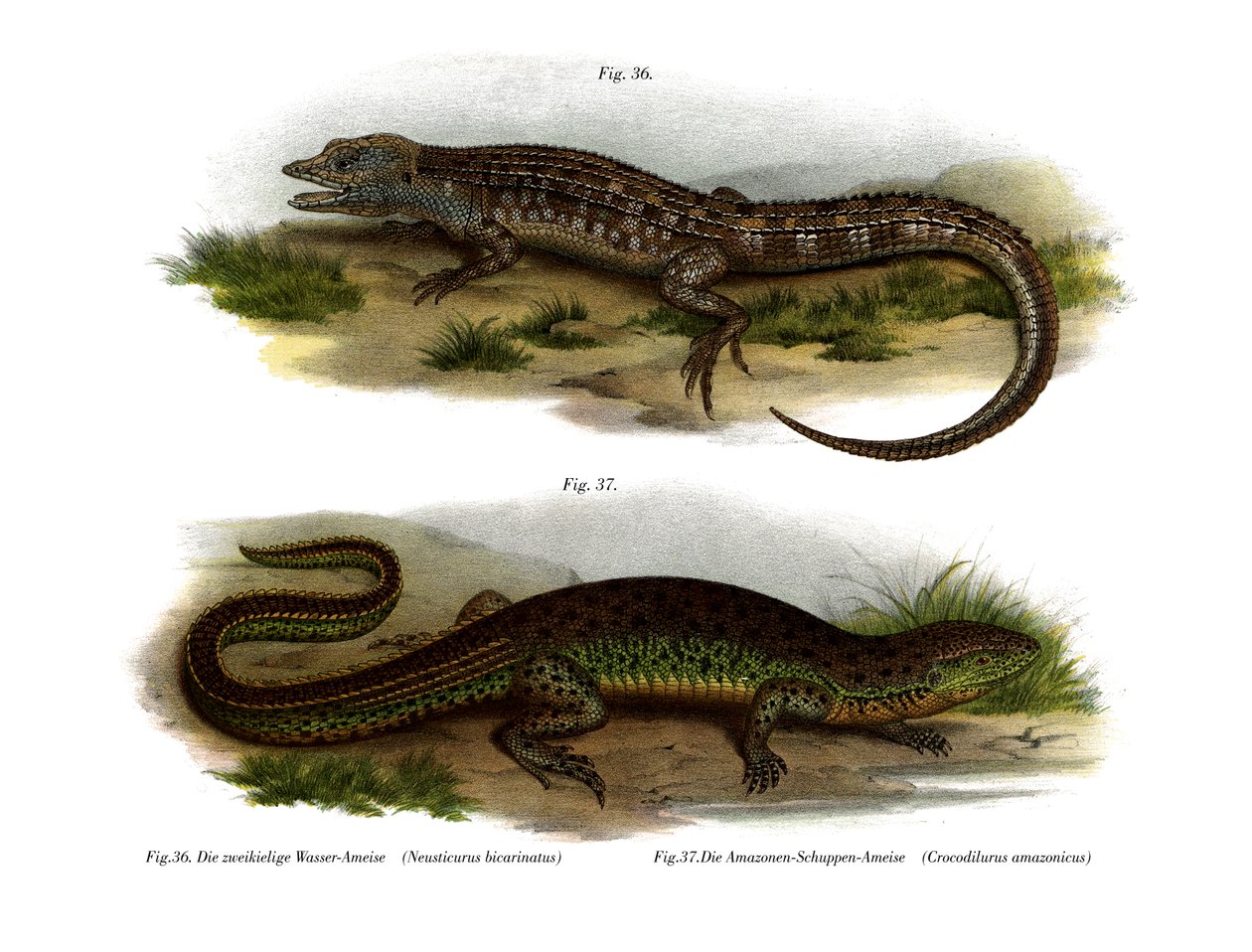 Kétarcú Neusticurus (színes litó) alkotó: German School