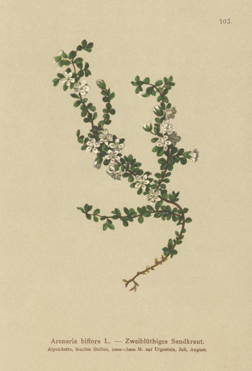 Kétvirágú homokfű (Arenaria biflora) alkotó: German School