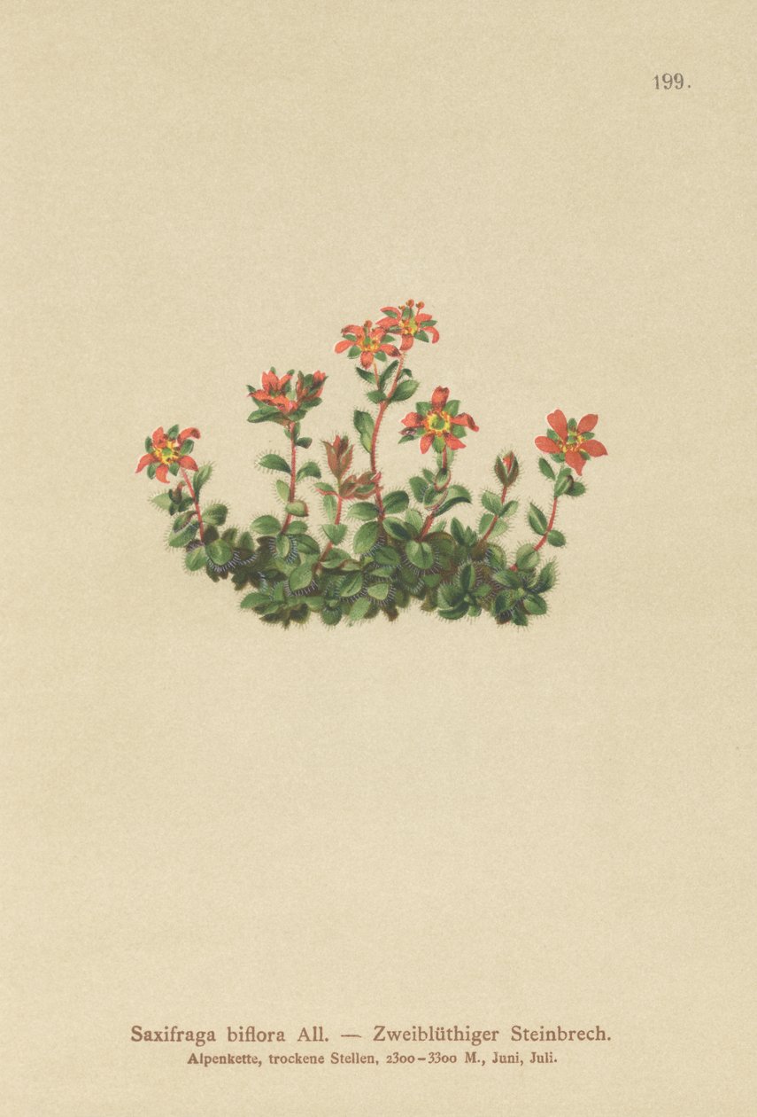 Kétvirágú szaxifrage (Saxifraga biflora) alkotó: German School