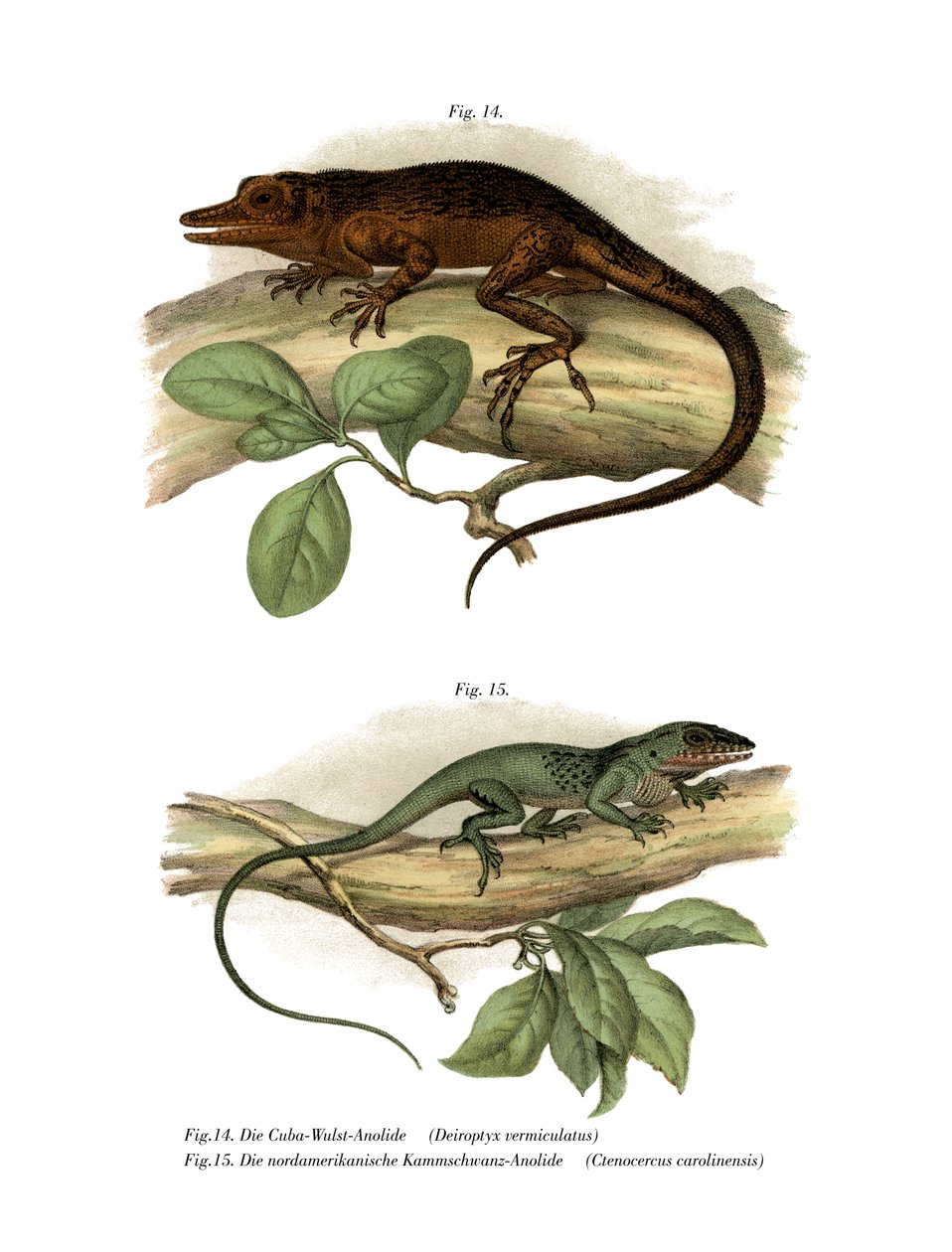 Vinales Anole (színes litho) alkotó: German School