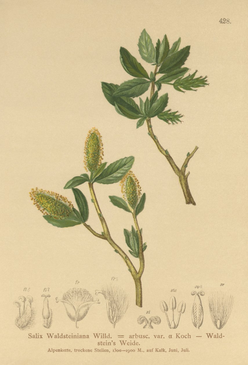 Waldsteins Willow (Salix Waldsteiniana, Salix arbusc. var.) alkotó: German School