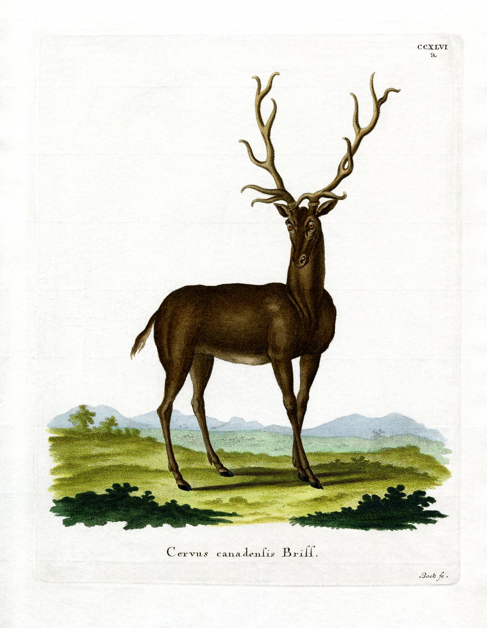 Wapiti (színes gravírozás) alkotó: German School