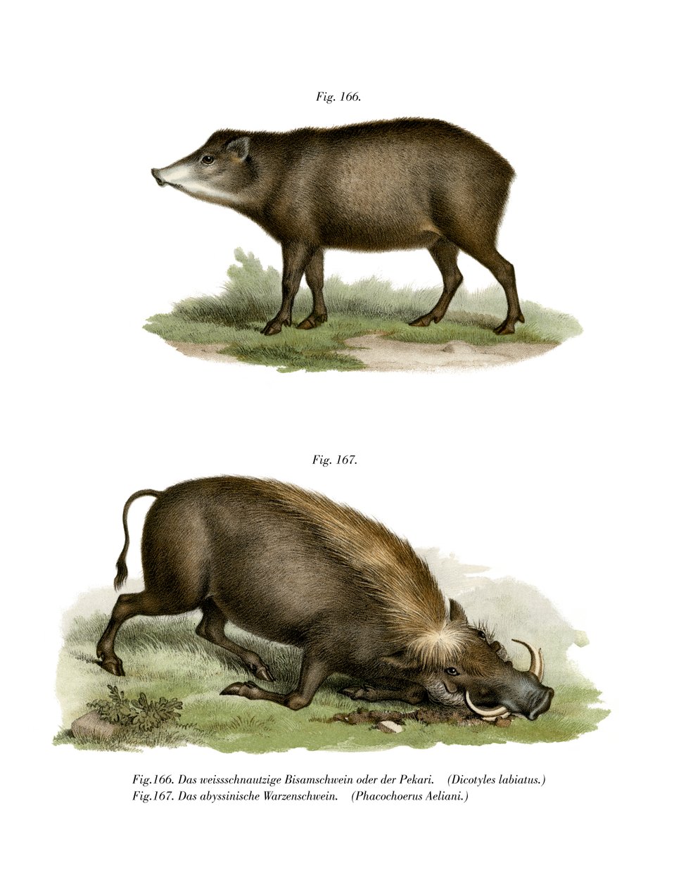 Warthog, 1860 alkotó: German School