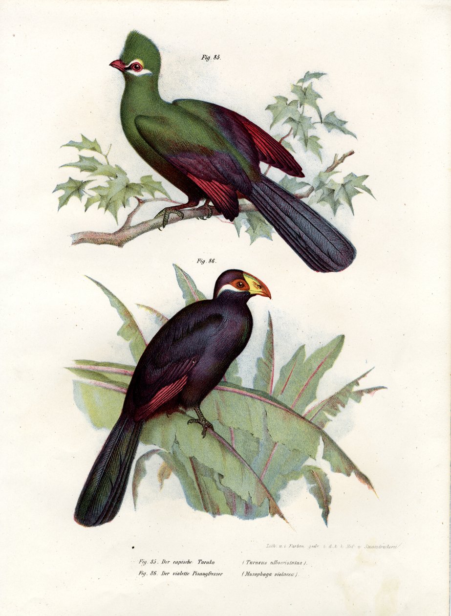 Fehér tarajos turaco, 1864 alkotó: German School