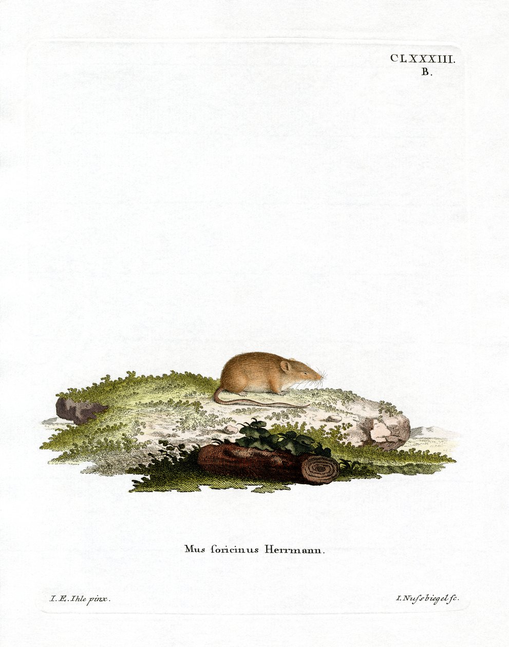 Fehér fogú cickány (színes metszet) alkotó: German School