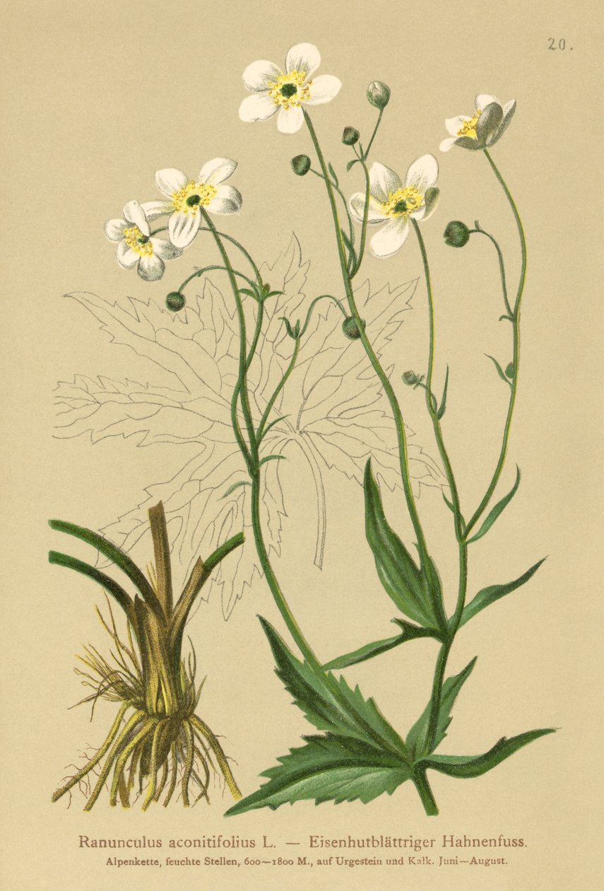 Fehér legénygombok (Ranunculus aconitifolius) alkotó: German School