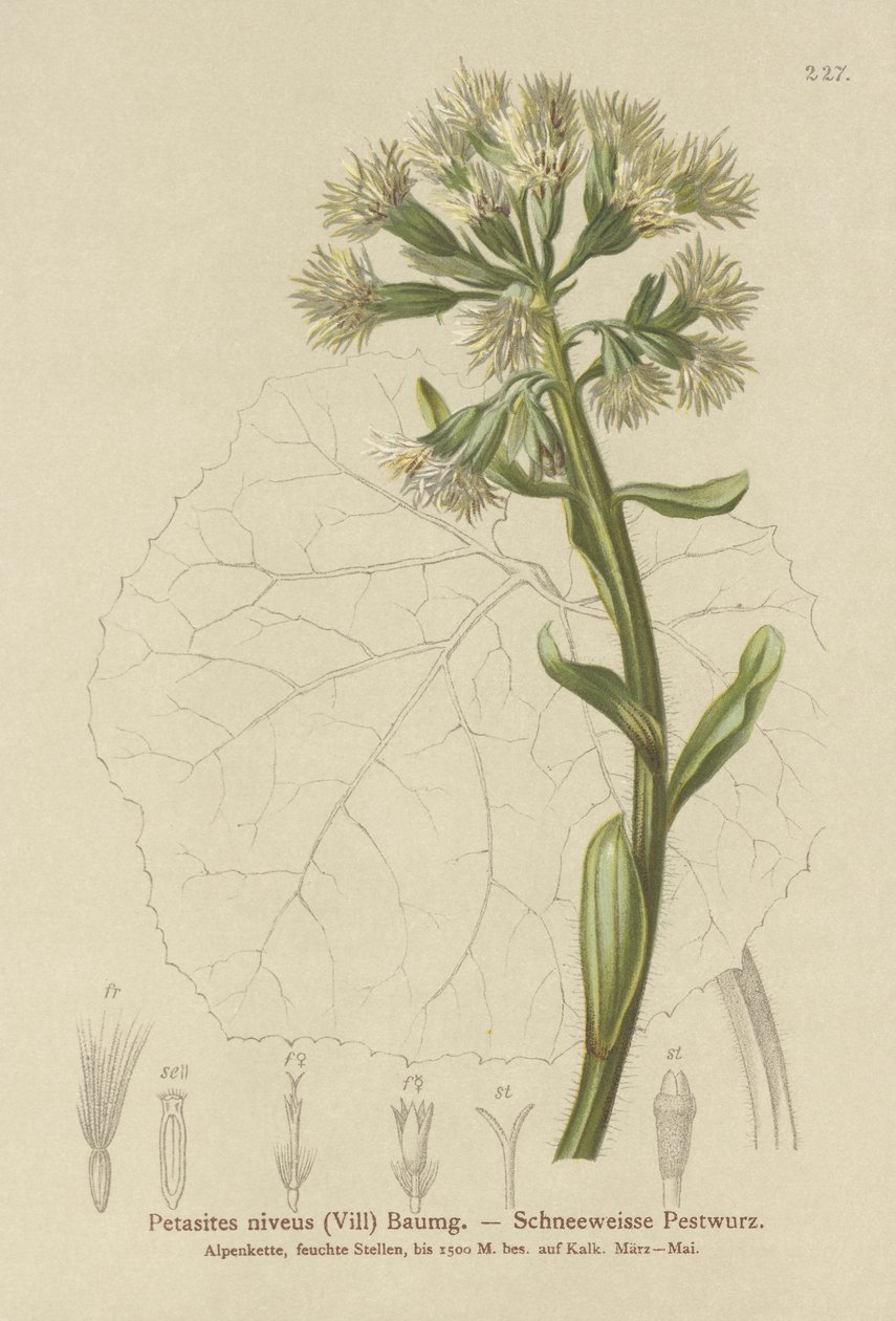 Fehér boglárka (Petasites niveus, Petasites albus) alkotó: German School