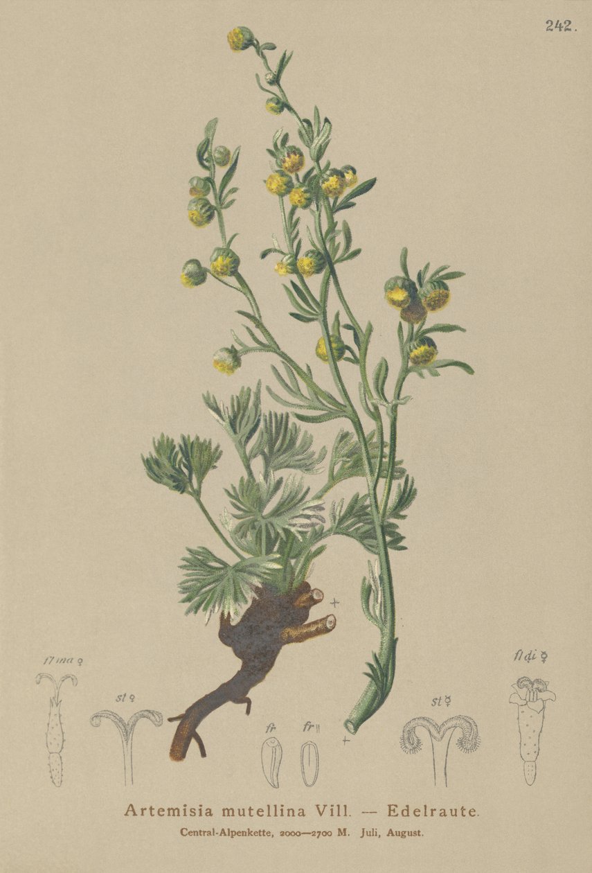 Fehér Genepi (Artemisia mutellina, Artemisia umbelliformis) alkotó: German School