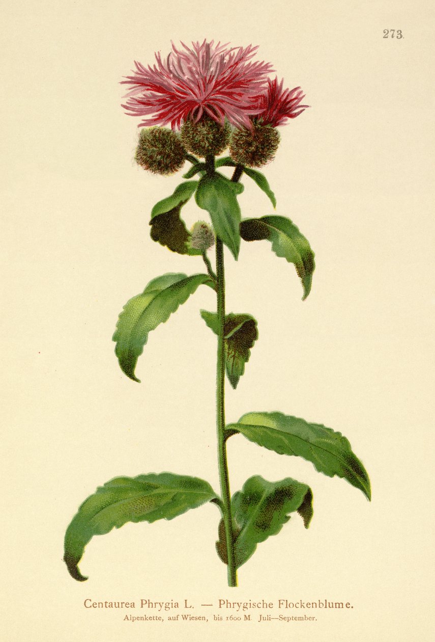 Paróka rózsa (Centaurea Phrygia) alkotó: German School