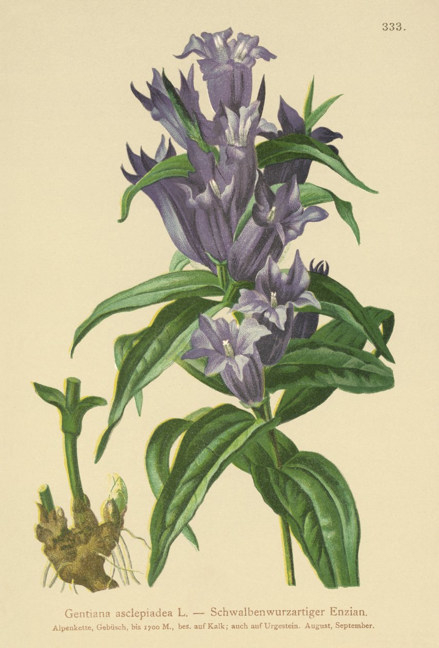 Gentiana fűz (Gentiana asclepiadea) alkotó: German School