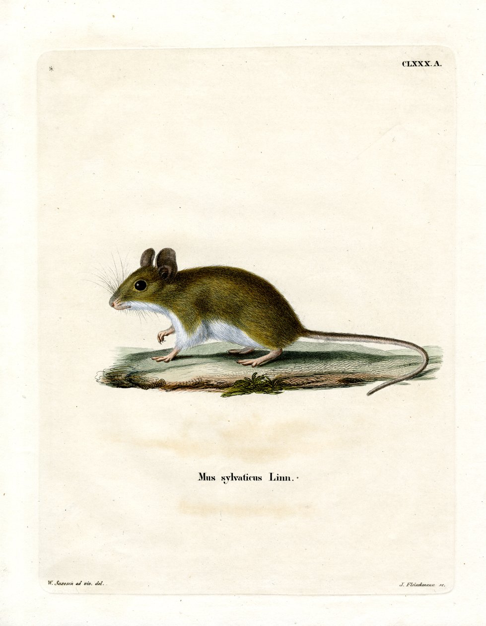 Wood Mouse (színes gravírozás) alkotó: German School