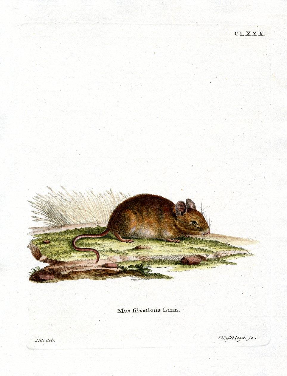 Wood Mouse (színes gravírozás) alkotó: German School