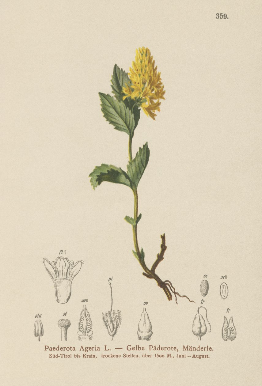 Sárga Paederota (Paederota Ageria, Paederota lutea) alkotó: German School