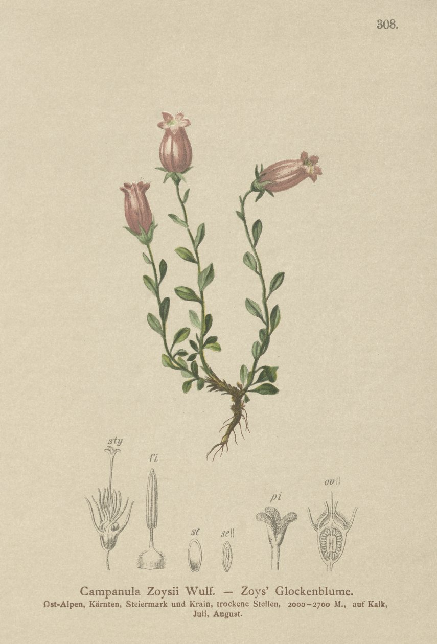 Zois harangvirág (Campanula Zoysii) alkotó: German School