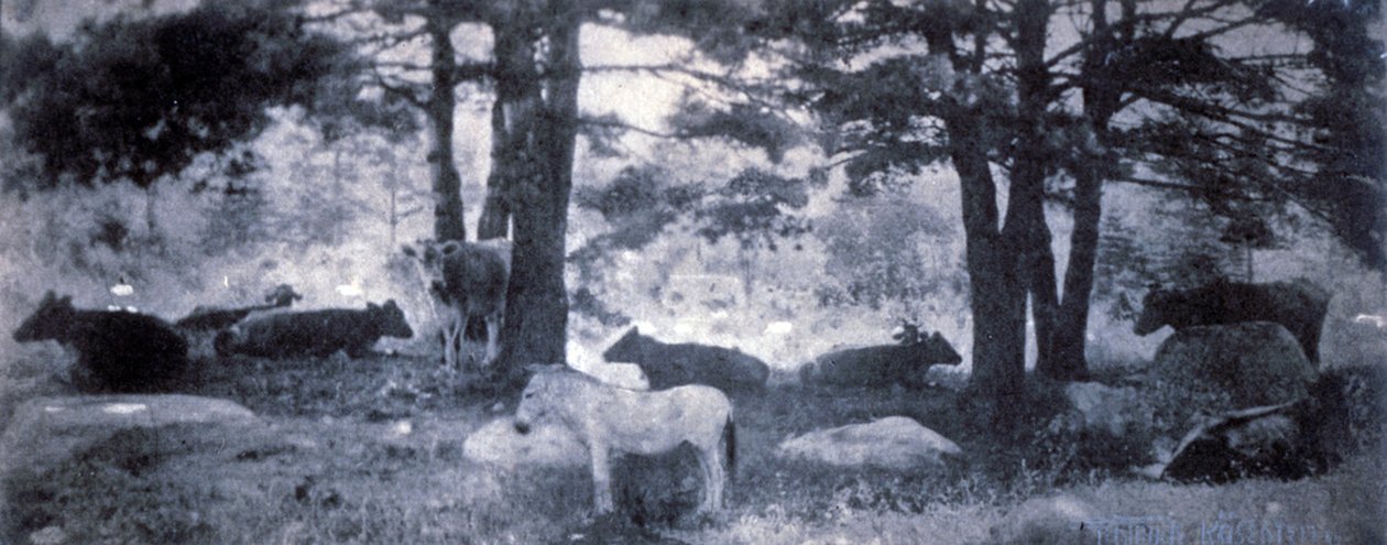 A jackass pátosza alkotó: Gertrude Käsebier