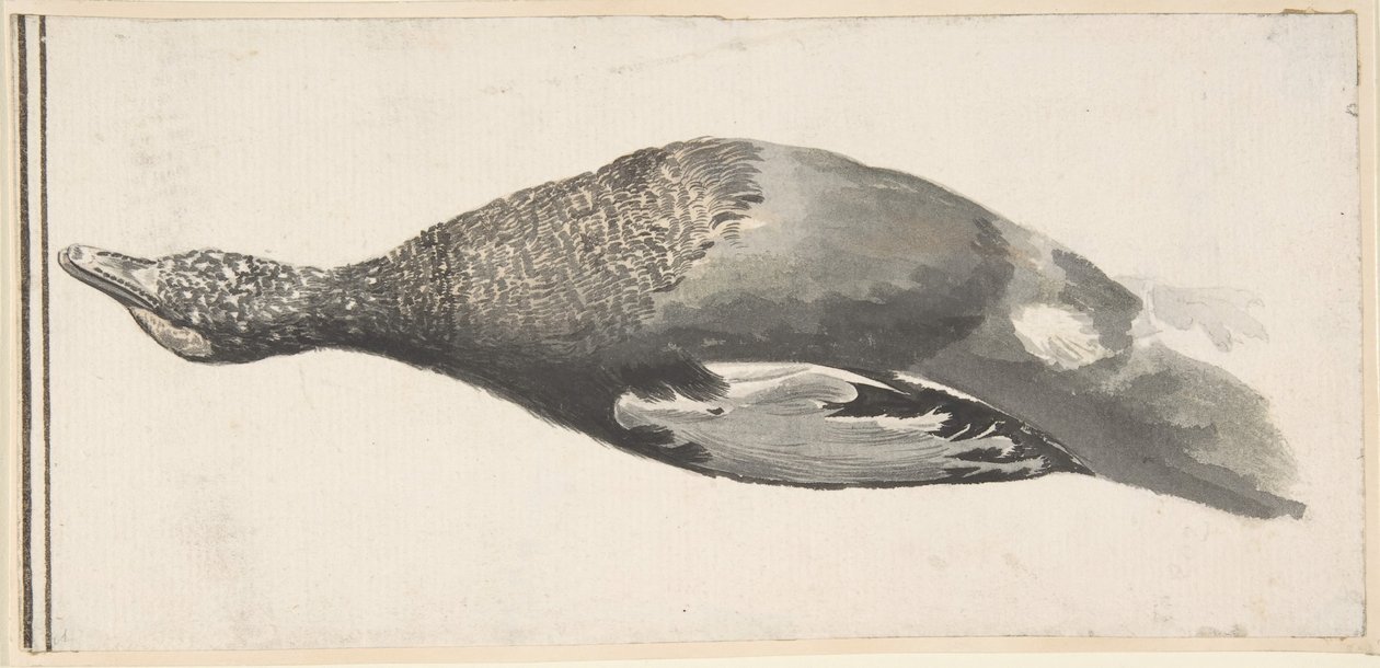 Döglött kacsa, 1685-1755. alkotó: Giorgio Durante