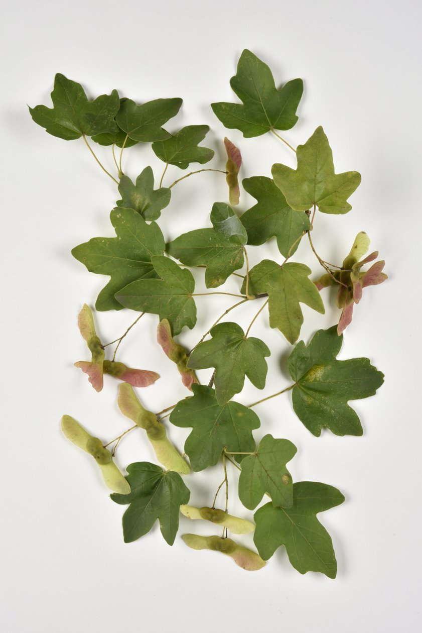 Campestre Acer/Country Maple/Small Maple alkotó: Phillipe de Marlier