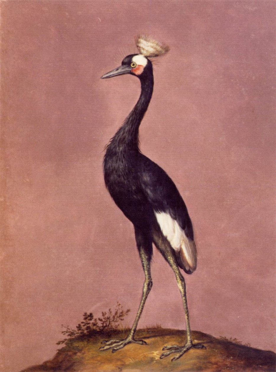 Madarak alkotó: Giuseppe Arcimboldo