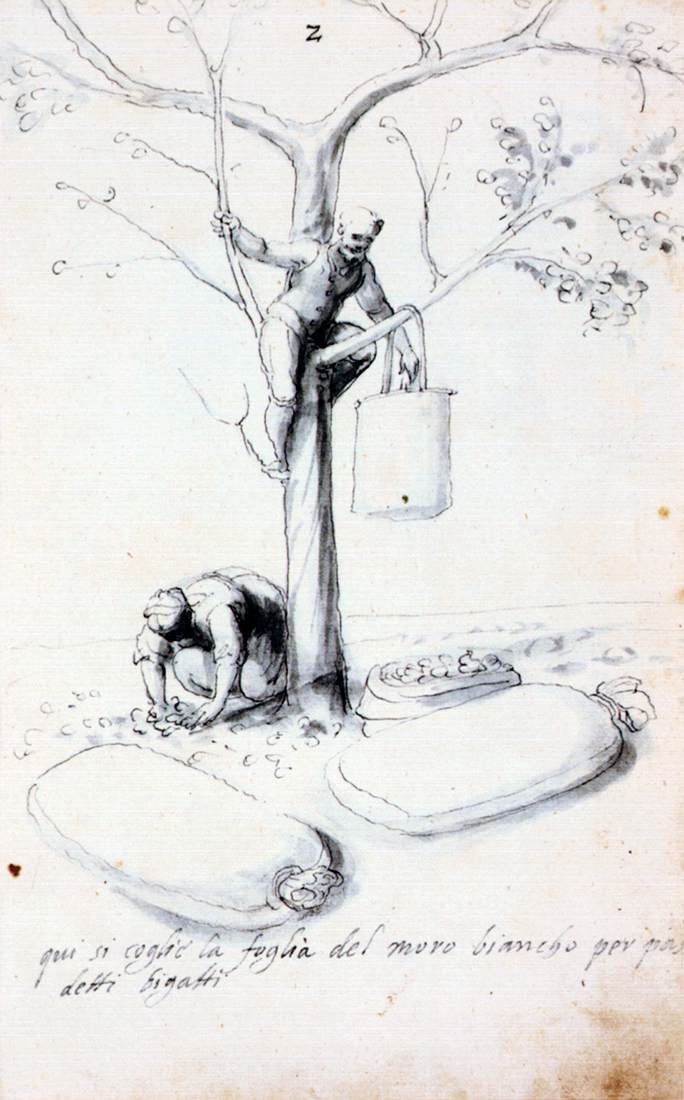Értekezés a selyemkultúráról és a gyártásról alkotó: Giuseppe Arcimboldo