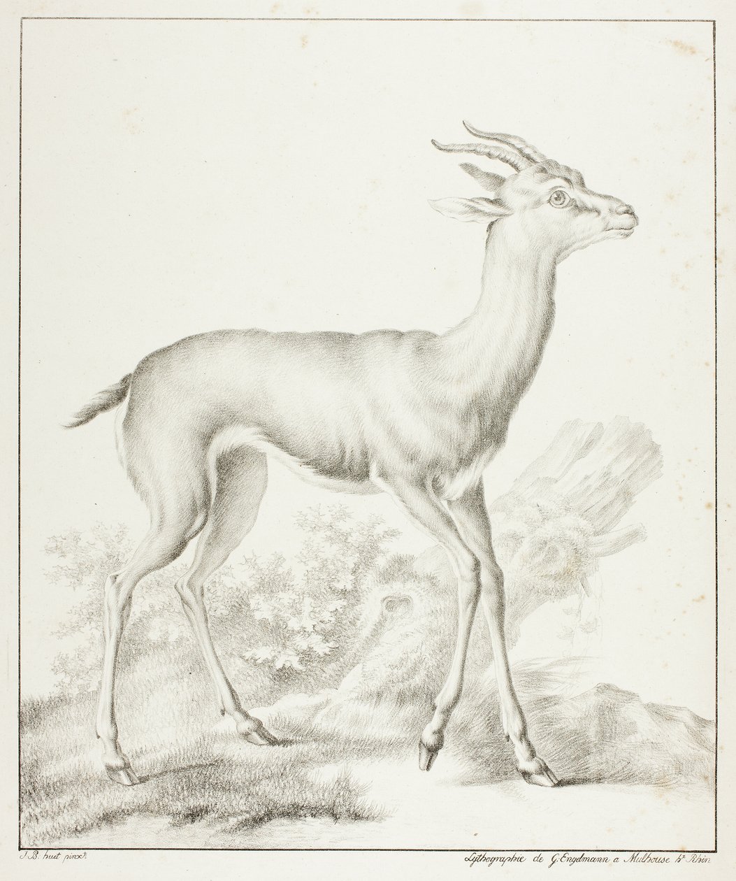 Antilop alkotó: Gottfried Engelmann