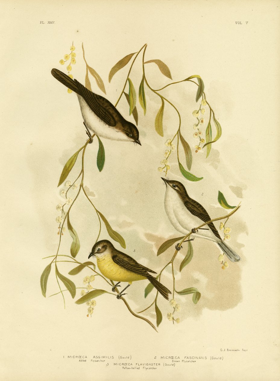 Szövetséges légykapó, 1891 alkotó: Gracius Broinowski