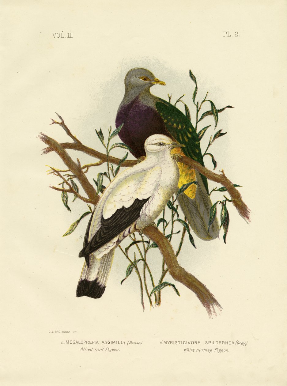 Szövetséges Gyümölcsgalamb vagy Wompoo Gyümölcsgalamb, 1891 alkotó: Gracius Broinowski