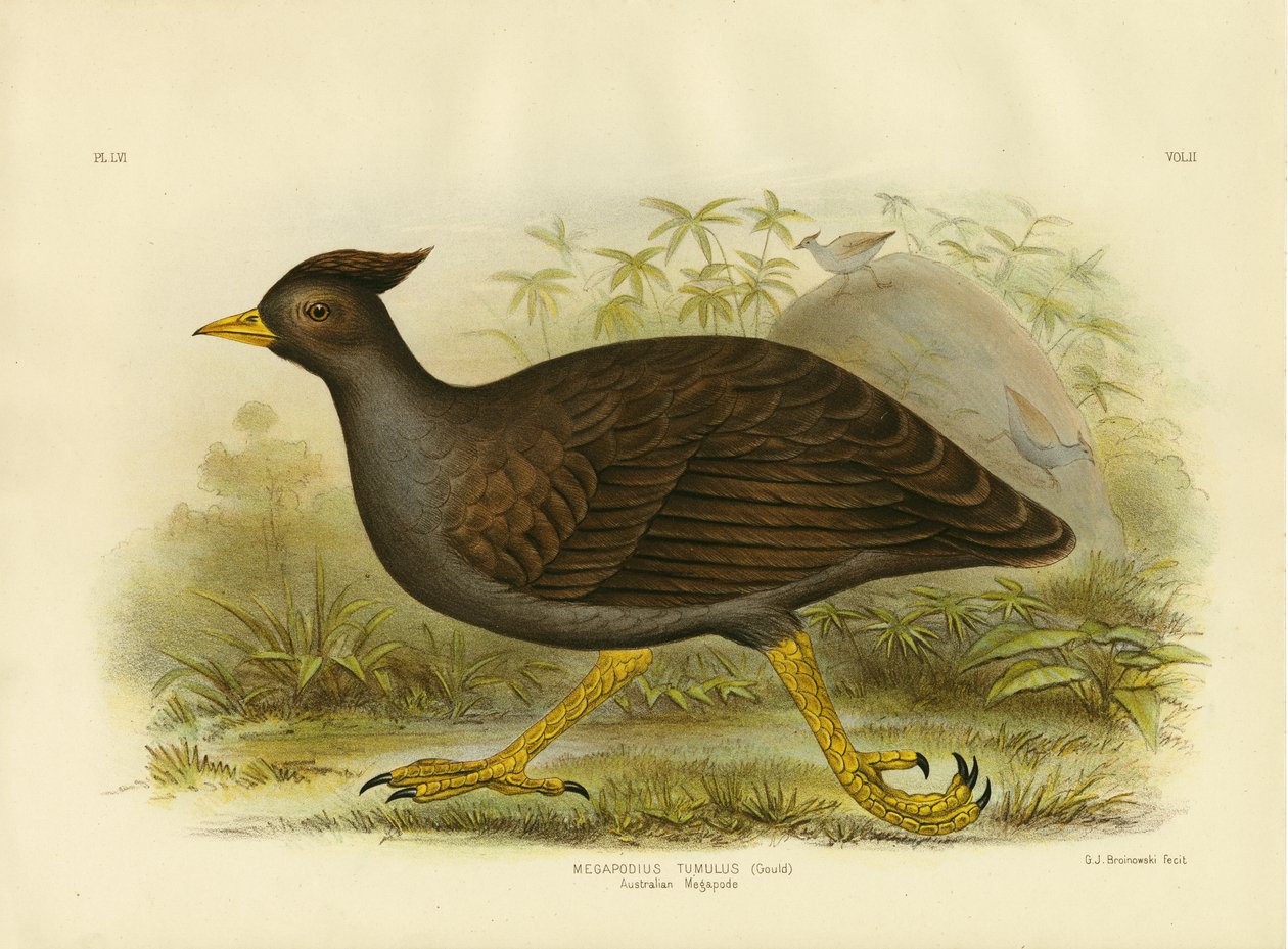 Ausztrál Megapode, 1891 alkotó: Gracius Broinowski