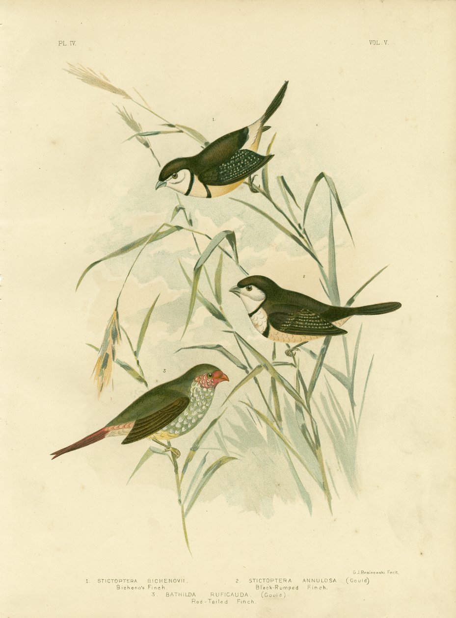 Bicheno Finch, 1891 alkotó: Gracius Broinowski