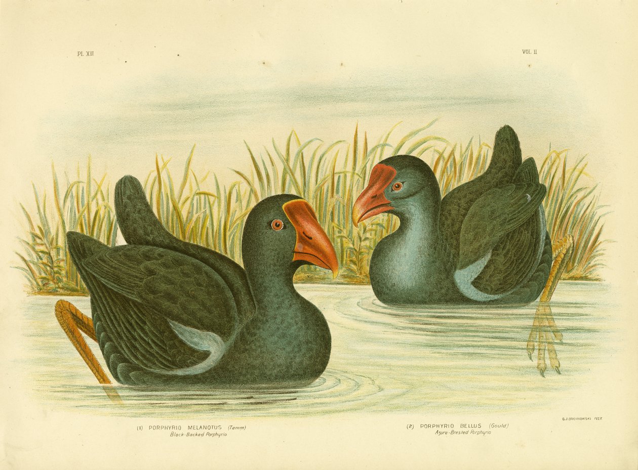 Fekete hátú Porphyrio, 1891 alkotó: Gracius Broinowski