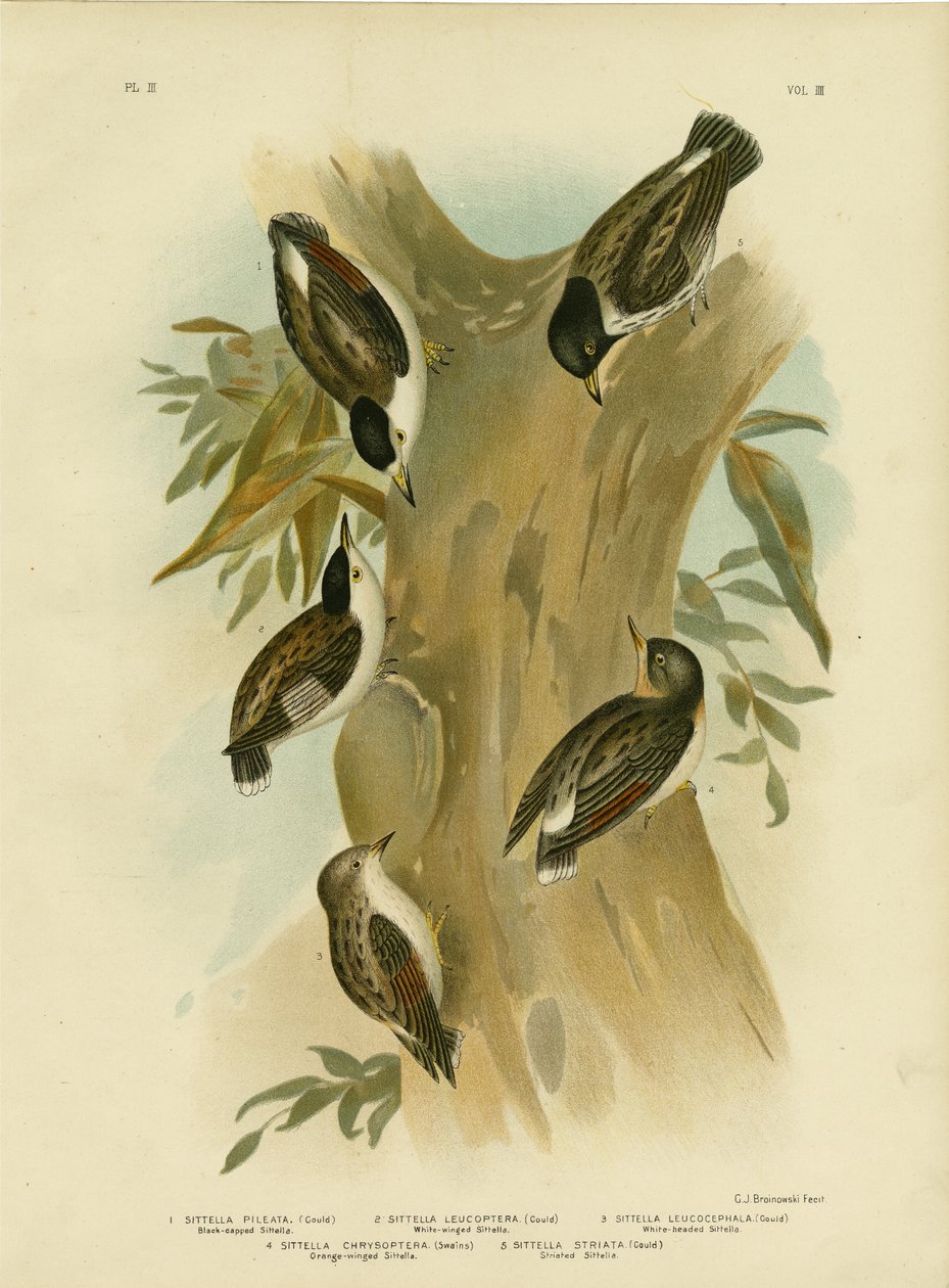 Fekete csuklyás Sittella, 1891 alkotó: Gracius Broinowski
