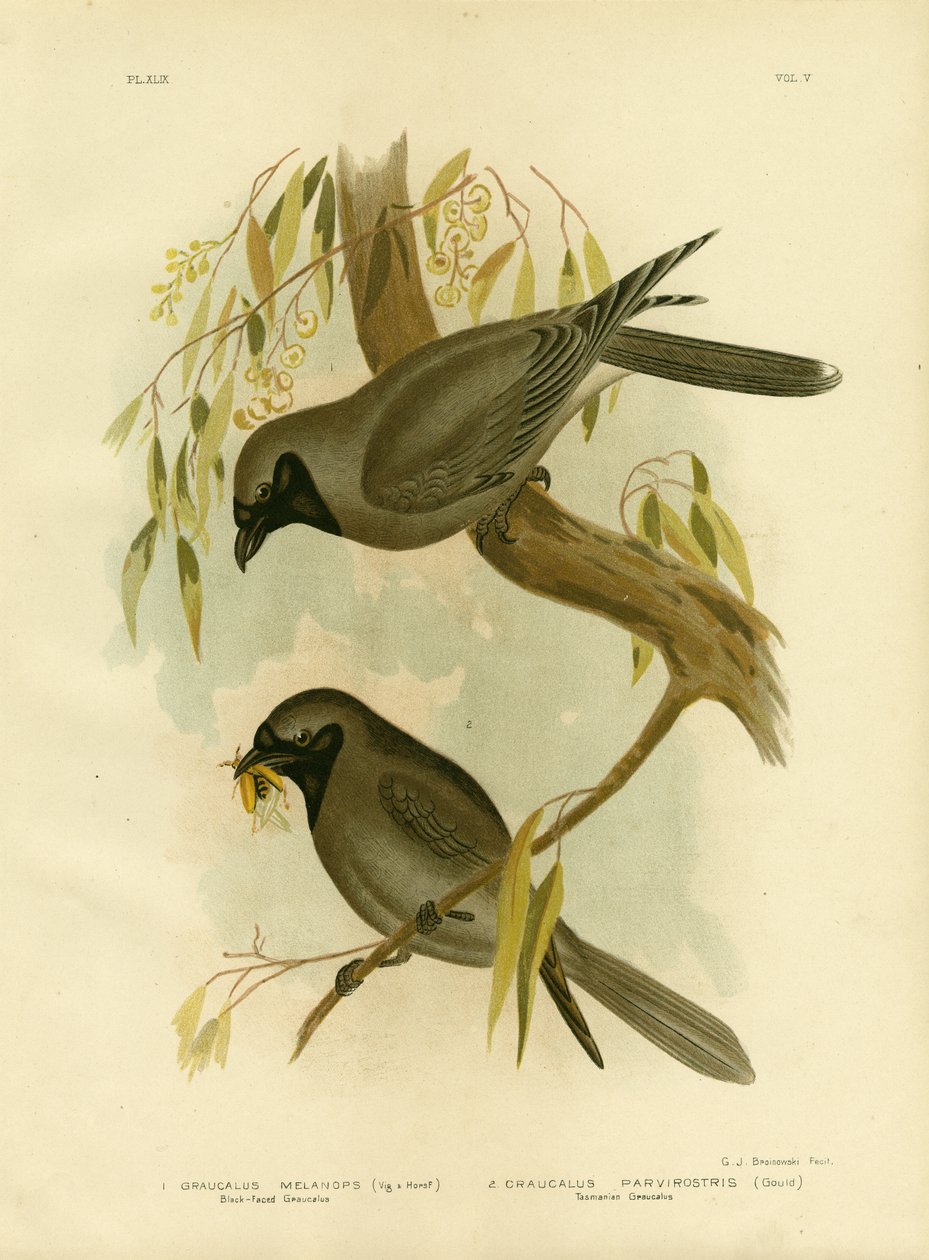 Feketearcú Shrike, 1891 alkotó: Gracius Broinowski