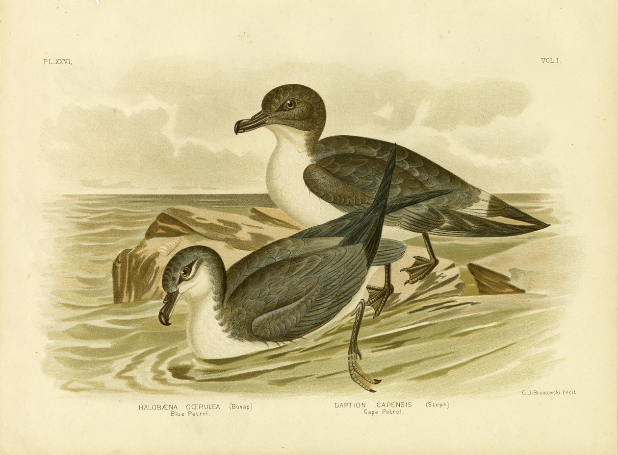 Kék Petrel, 1891 alkotó: Gracius Broinowski