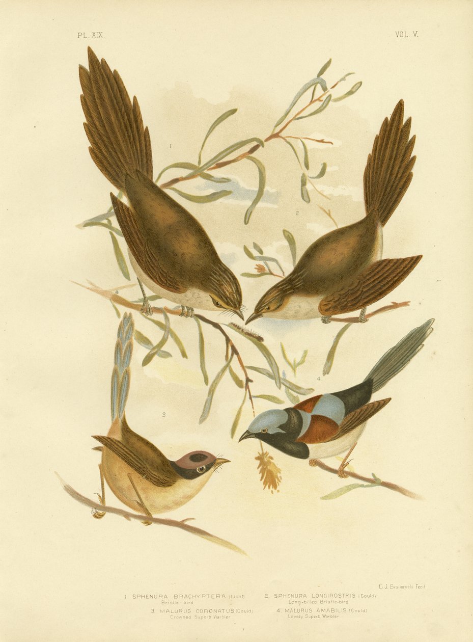Bristle Bird, 1891 alkotó: Gracius Broinowski