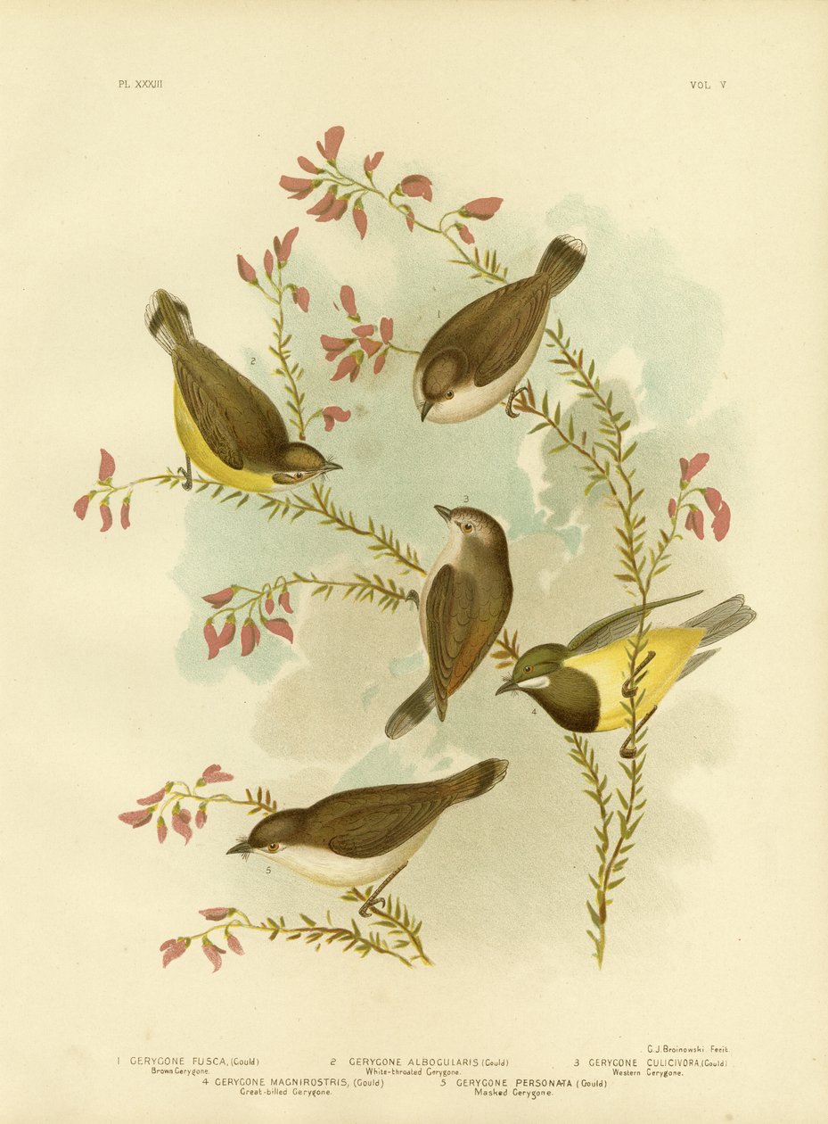 Barna Gerygone, 1891 alkotó: Gracius Broinowski