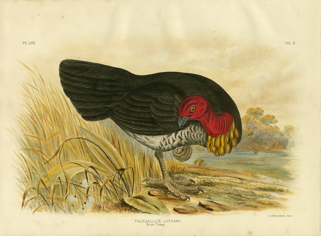 Kefés pulyka, 1891 alkotó: Gracius Broinowski