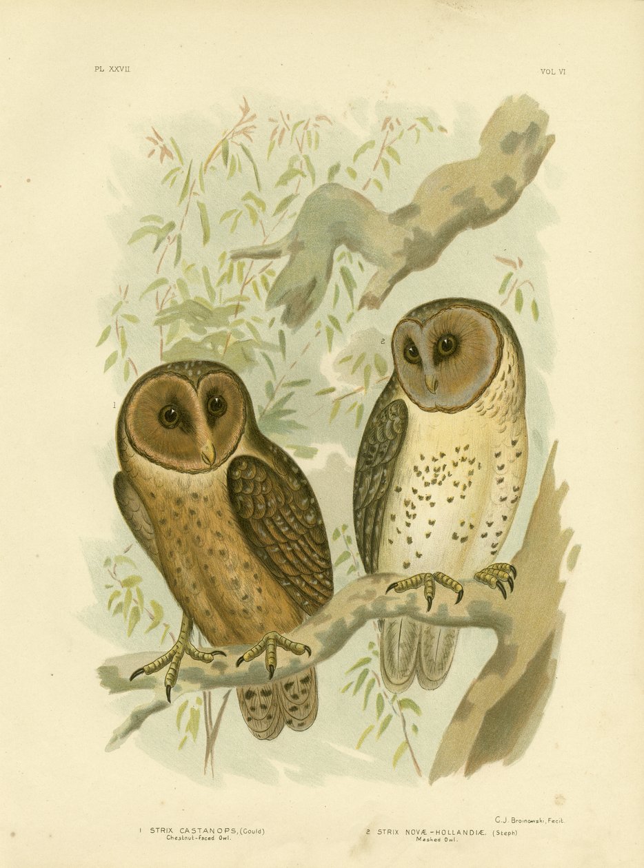 Gesztenye-arcú bagoly, 1891 alkotó: Gracius Broinowski