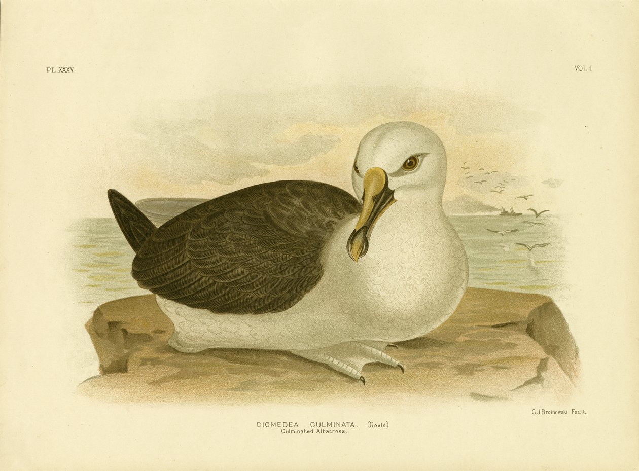 Culminált albatrosz, 1891 alkotó: Gracius Broinowski
