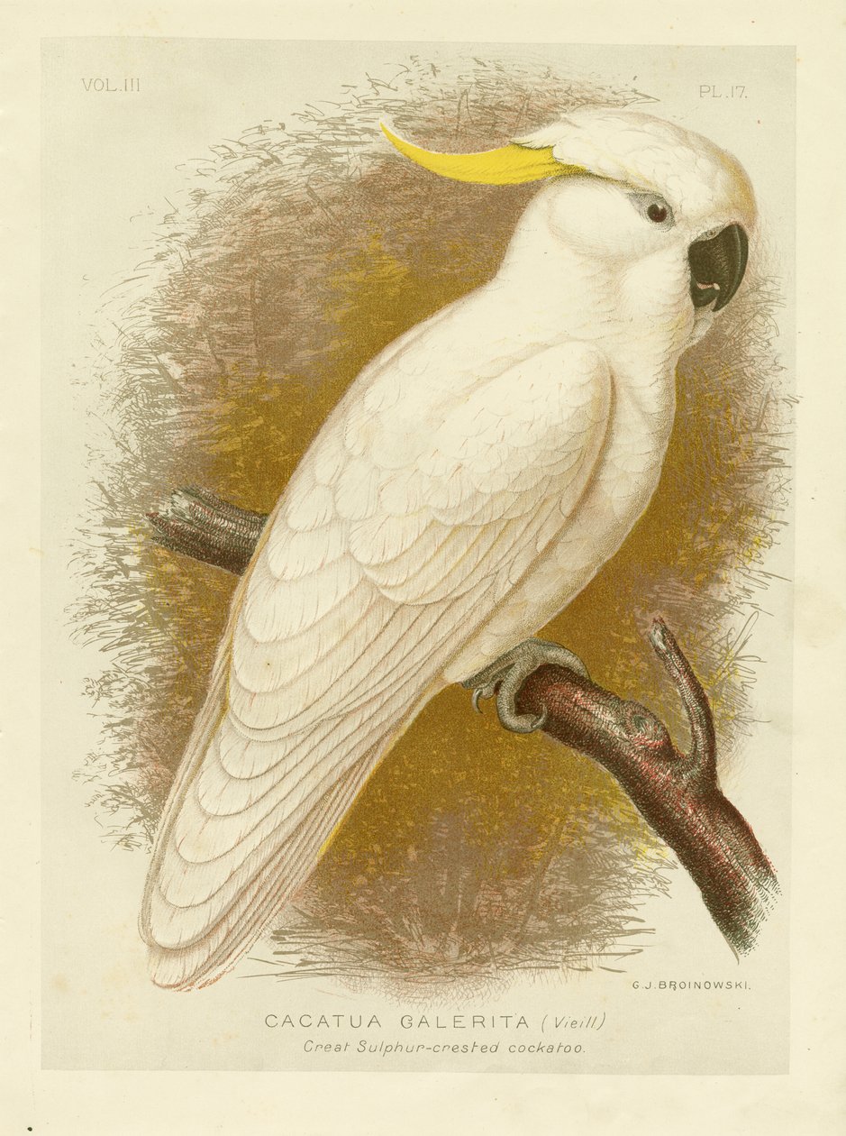 Nagy kénes tarajos kakadu, 1891 alkotó: Gracius Broinowski