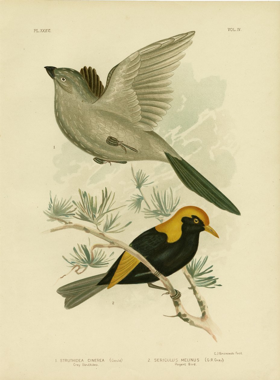 Szürke Struthidea vagy Apostolmadár, 1891 alkotó: Gracius Broinowski